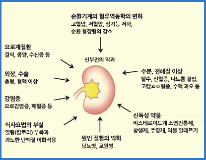 신장기능 및 신장질환을 악화시키는 원인